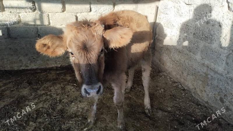 göle - Gökdepe - img 3