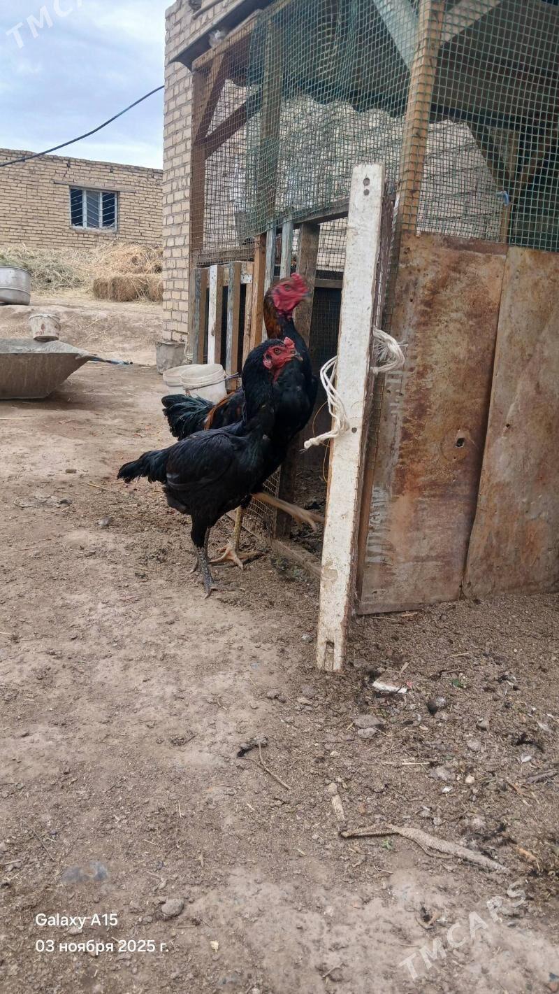 baysowy juyje - Dänew - img 3