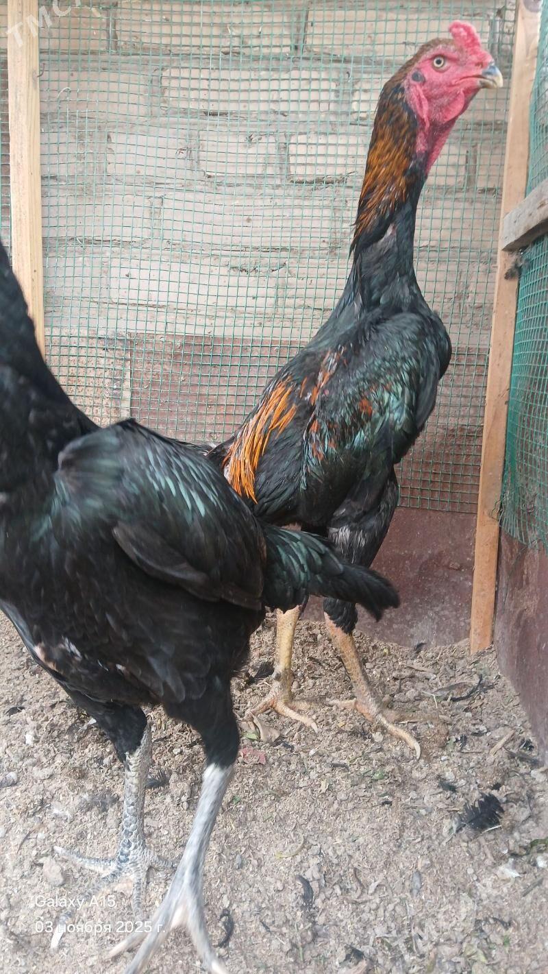 baysowy juyje - Dänew - img 1