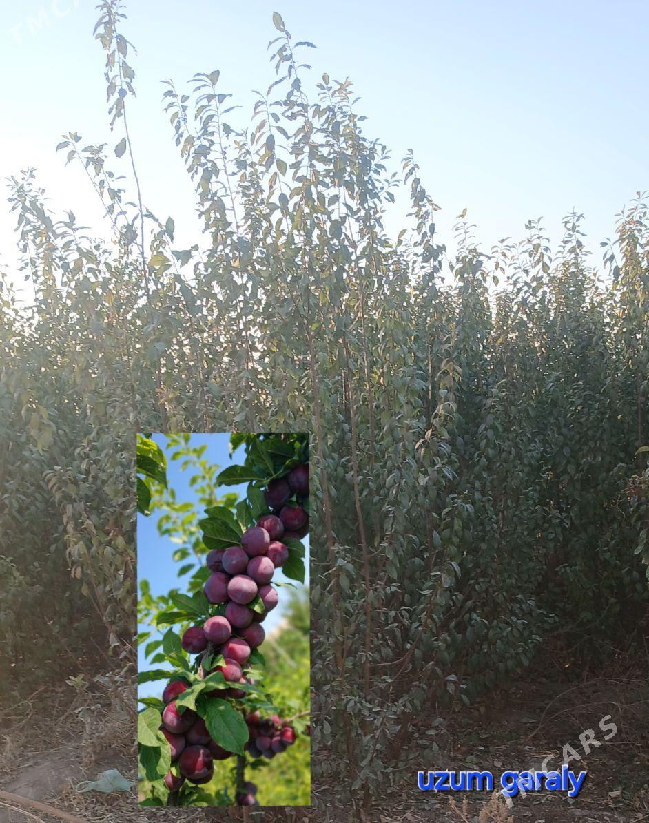 Nahal - Шабатский этрап - img 2