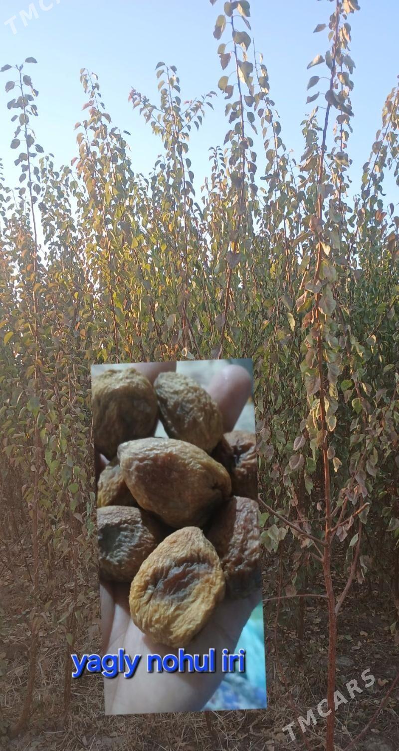 Nahal - Шабатский этрап - img 1