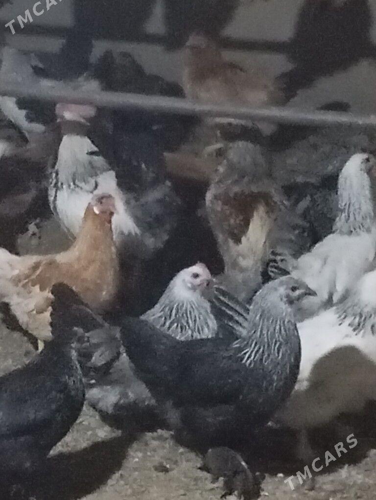 towuk - Kaka - img 1