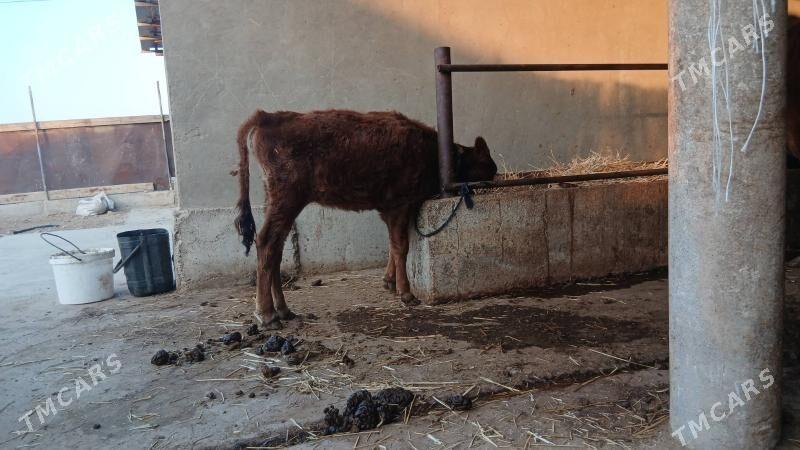 Sygyr göleli - Babadaýhan - img 2