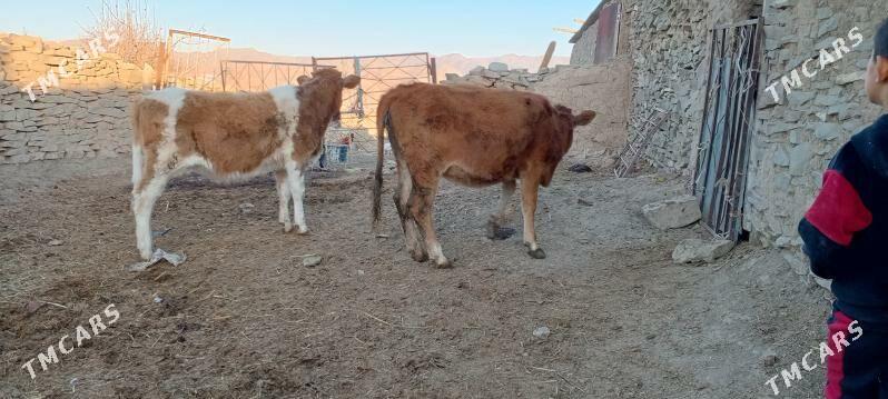 tuwe we sygyr - Bäherden - img 2