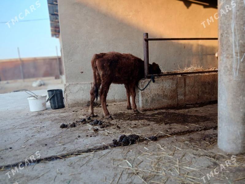 Sygyr göleli - Babadaýhan - img 3