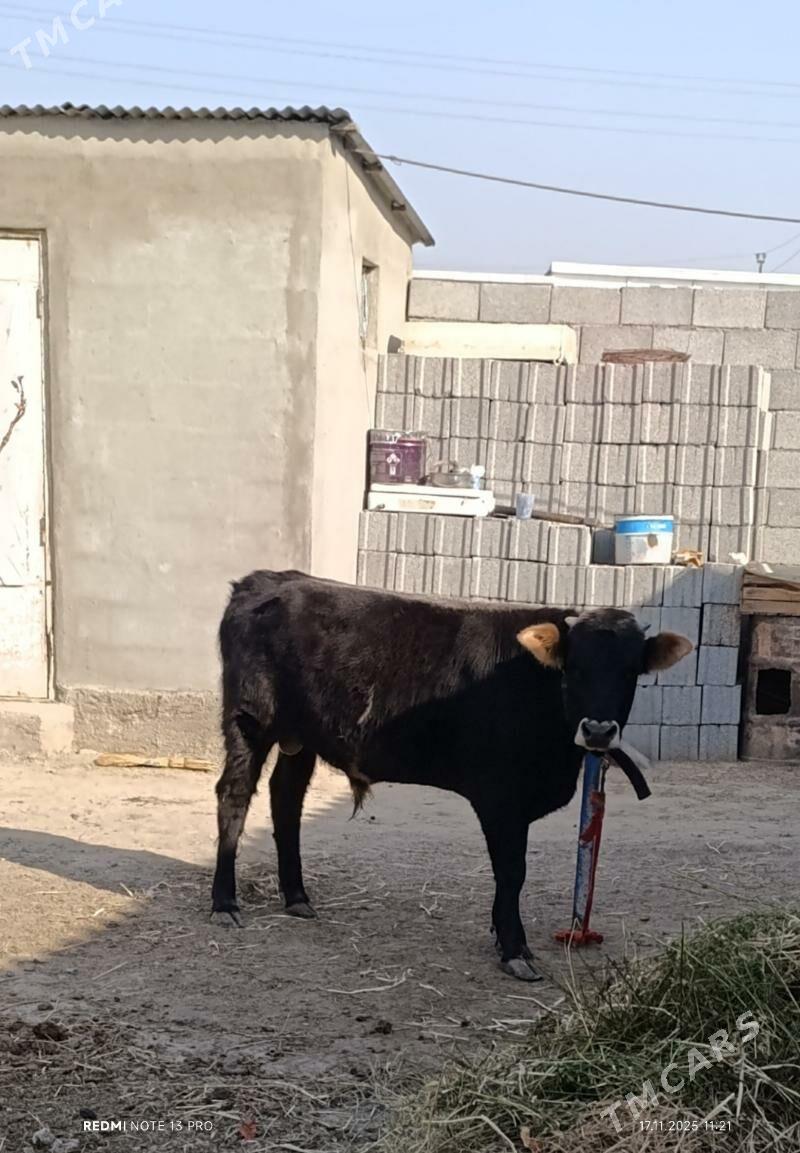 OKUZ SWET - Бузмеин - img 3