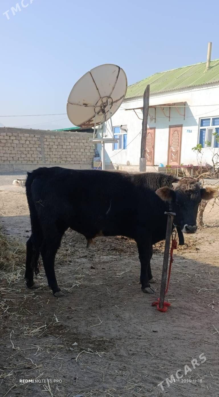 OKUZ SWET - Бузмеин - img 5