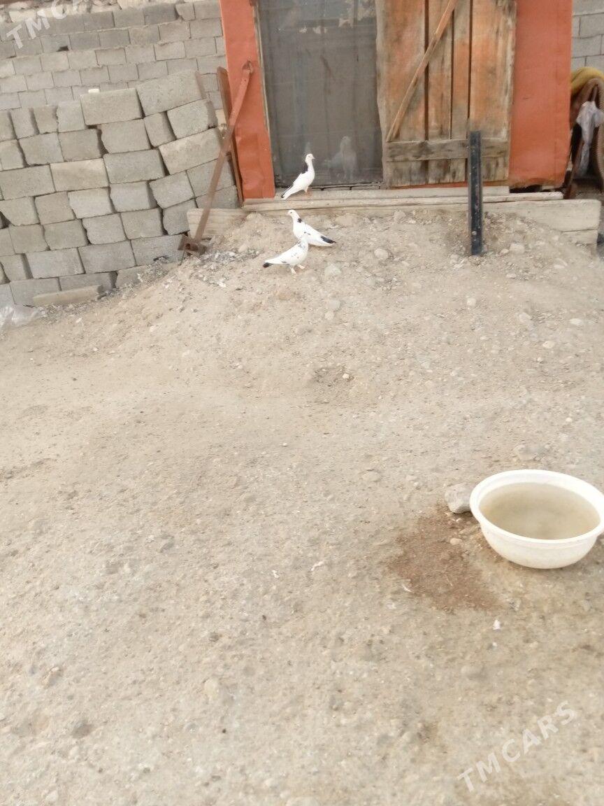 Kepderi - Балканабат - img 3