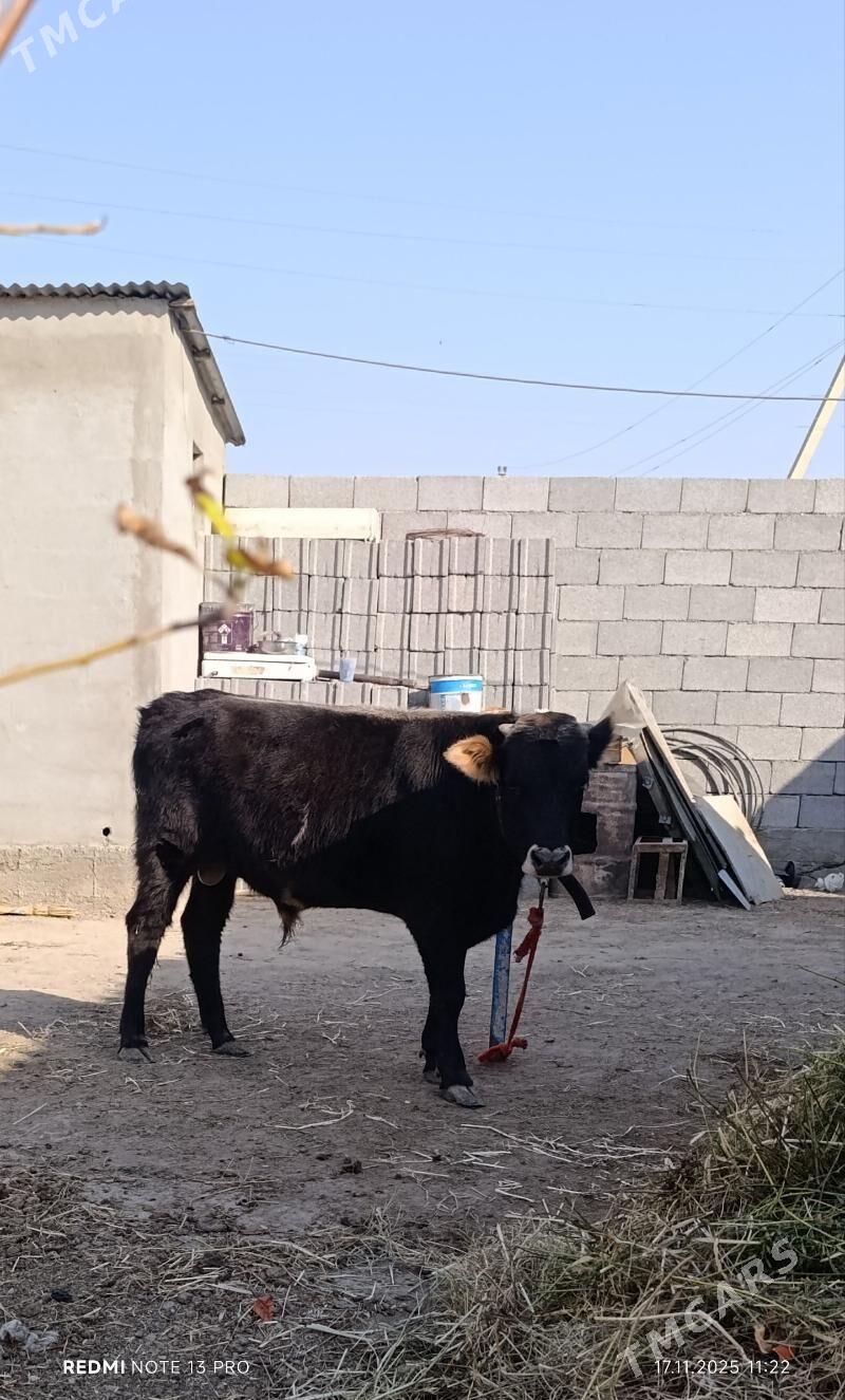 OKUZ SWET - Бузмеин - img 4