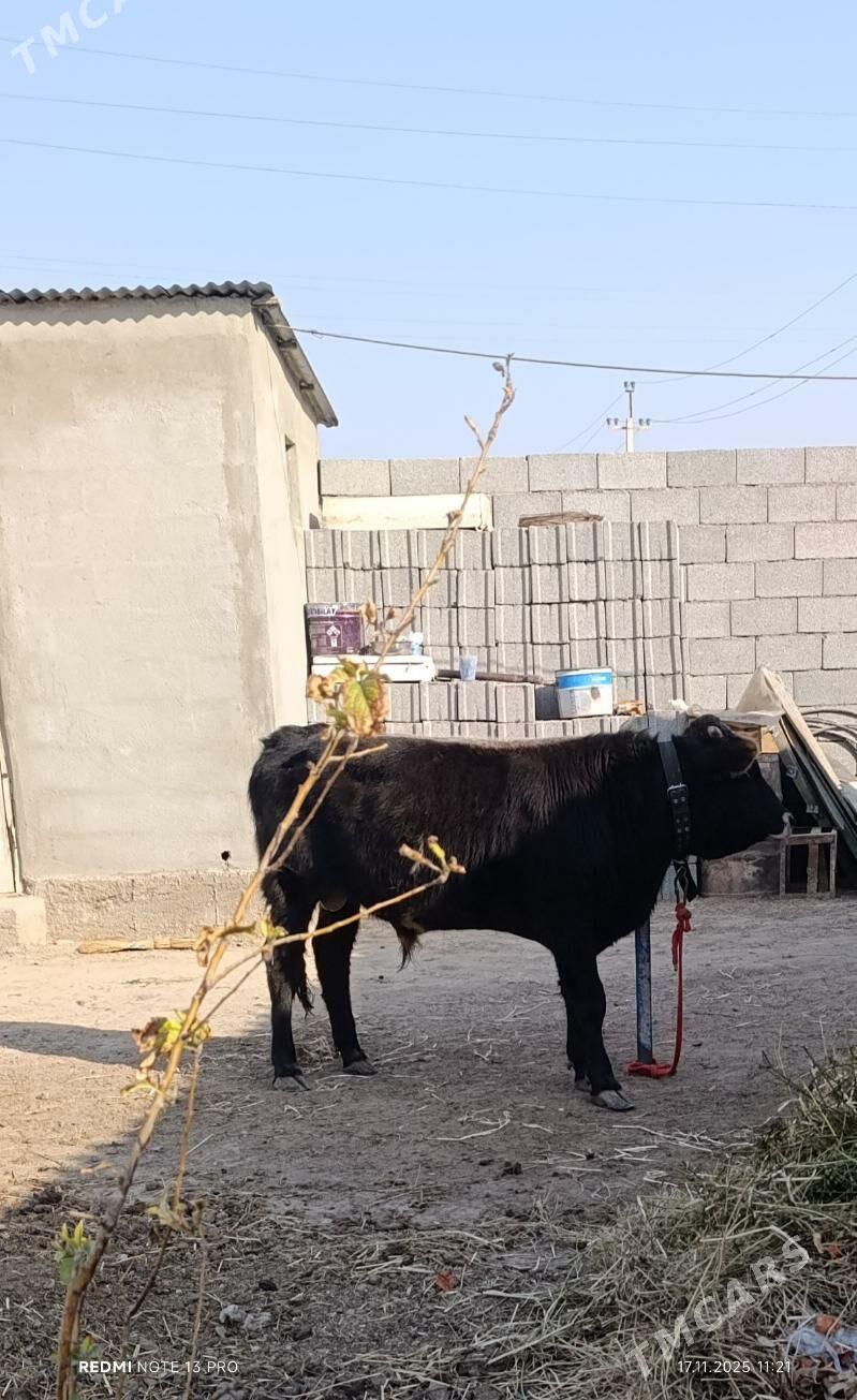 OKUZ SWET - Бузмеин - img 2