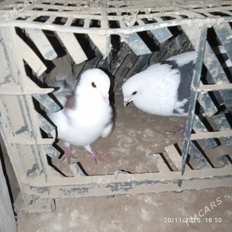 kepderikepderi - Mary - img 3