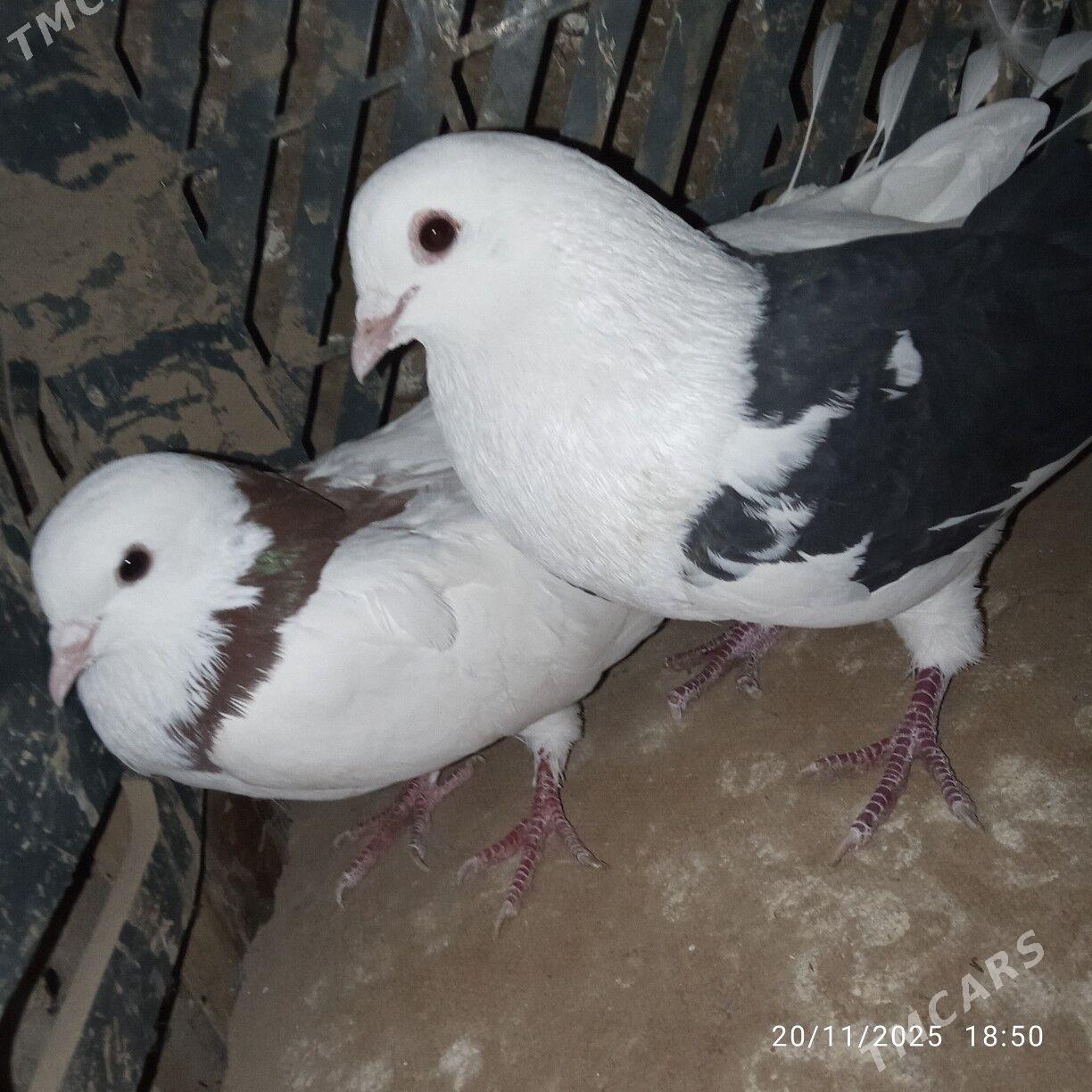 kepderikepderi - Mary - img 4