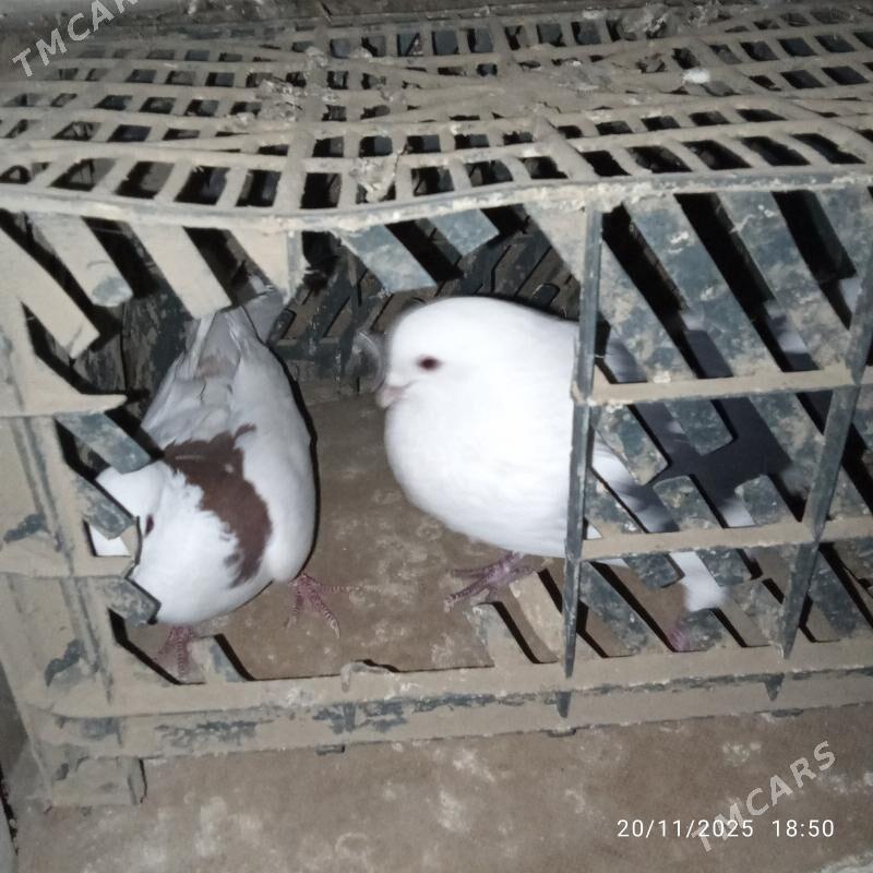 kepderikepderi - Mary - img 1