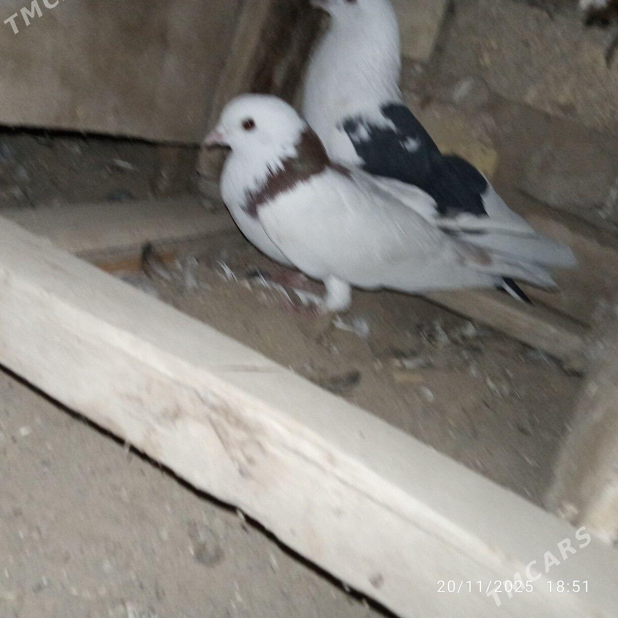 kepderikepderi - Mary - img 5