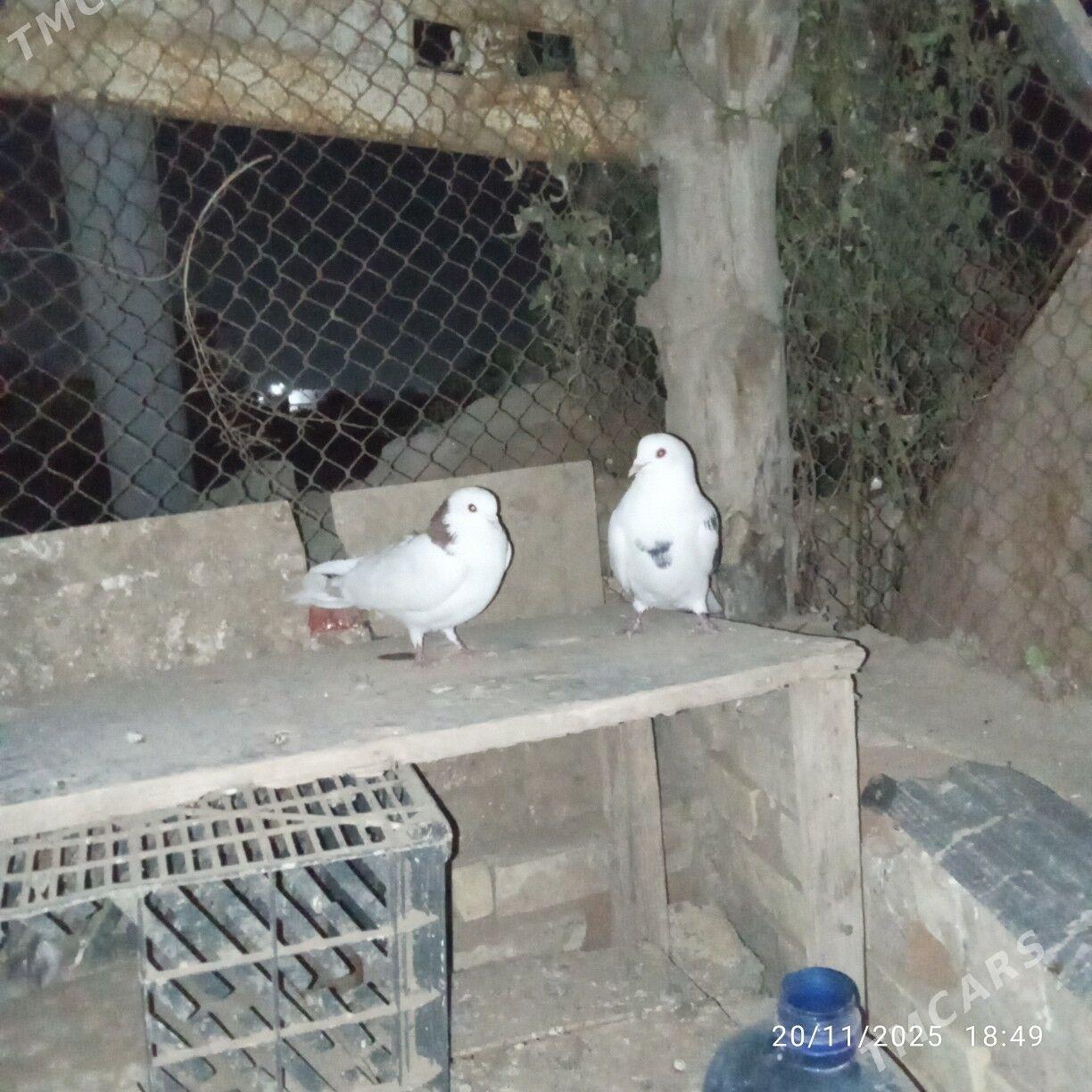 kepderikepderi - Mary - img 2