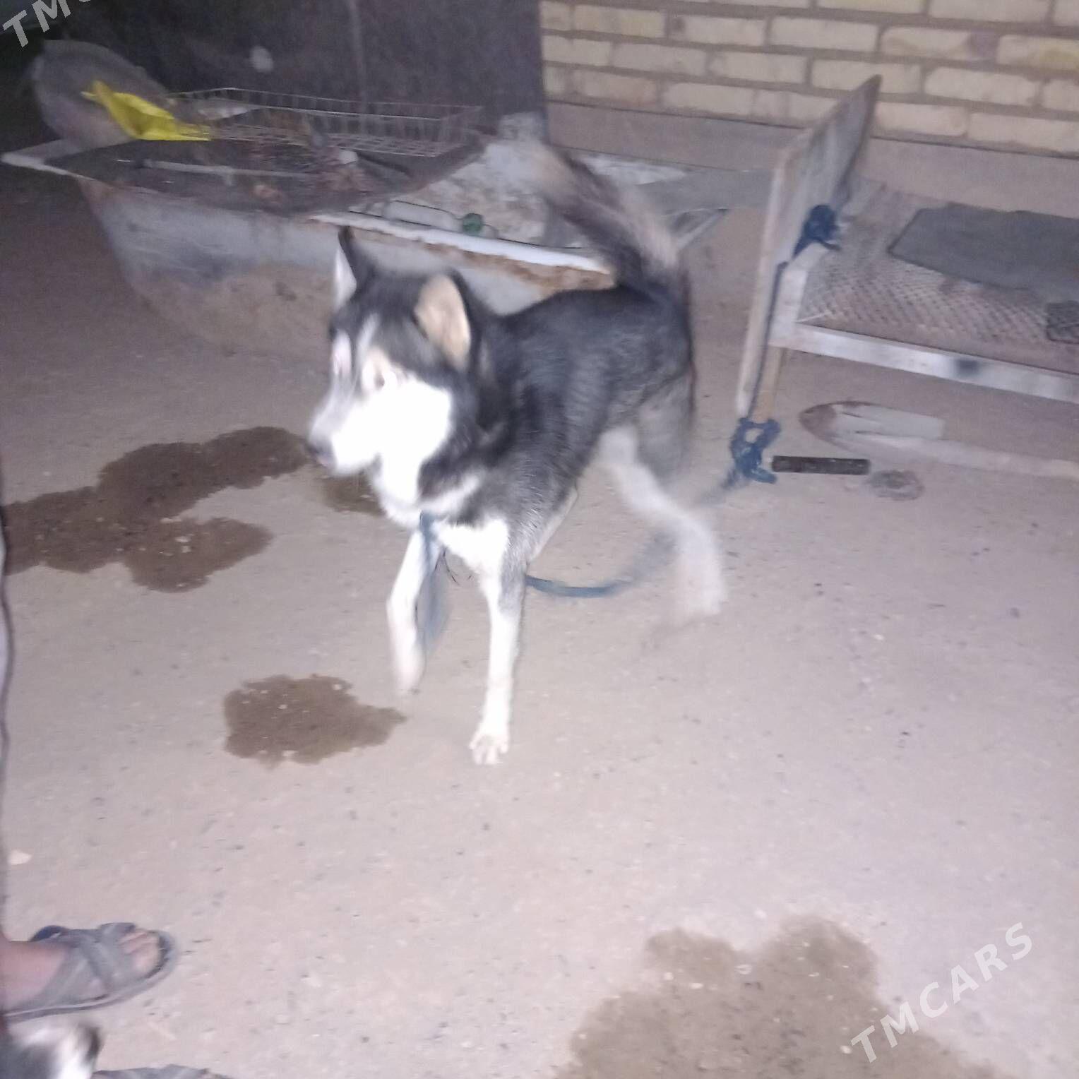 Güjük haksy - Теджен - img 1