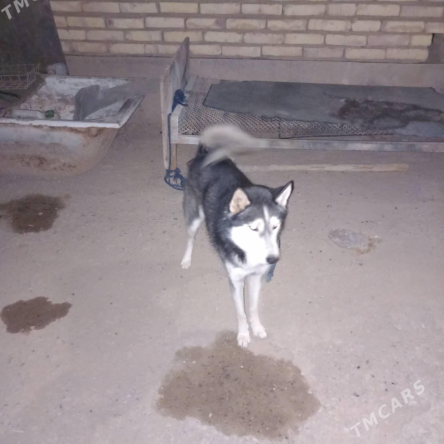 Güjük haksy - Теджен - img 3