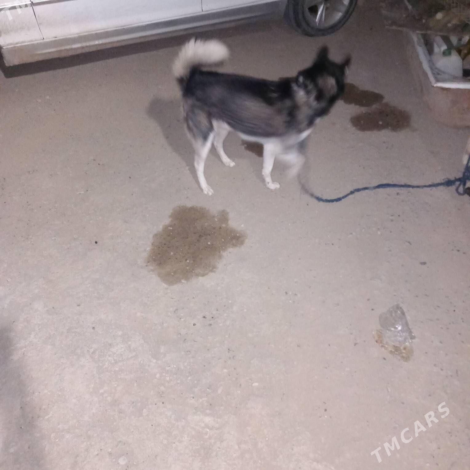 Güjük haksy - Теджен - img 2