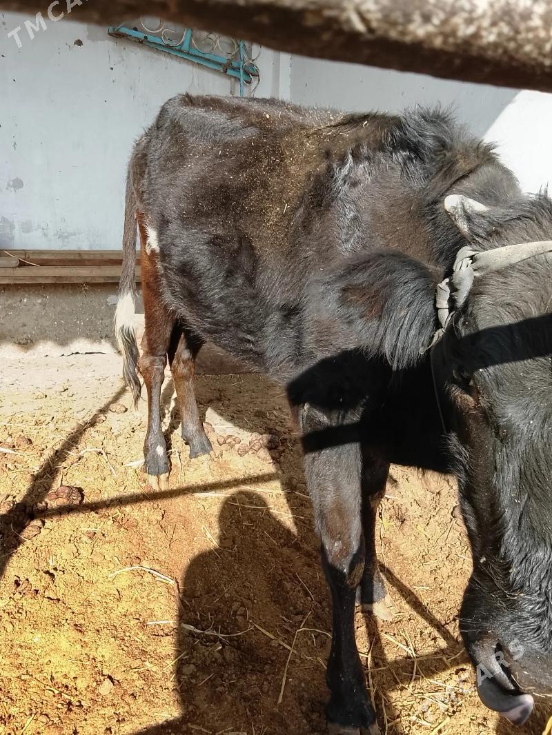 унаджынлар - Türkmenabat - img 2