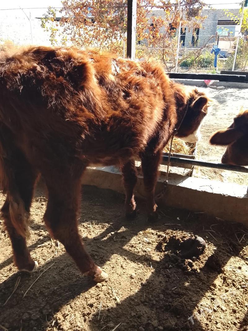 унаджынлар - Türkmenabat - img 8