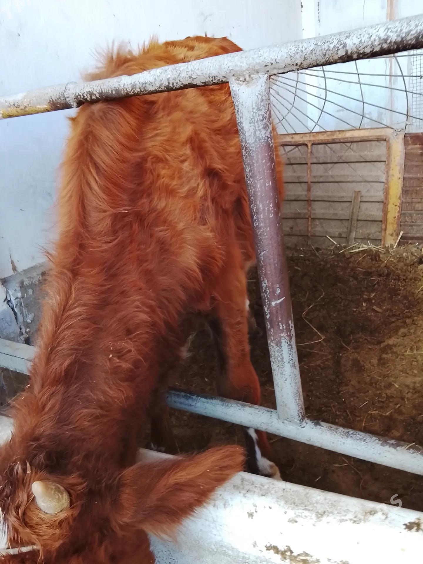 унаджынлар - Türkmenabat - img 5