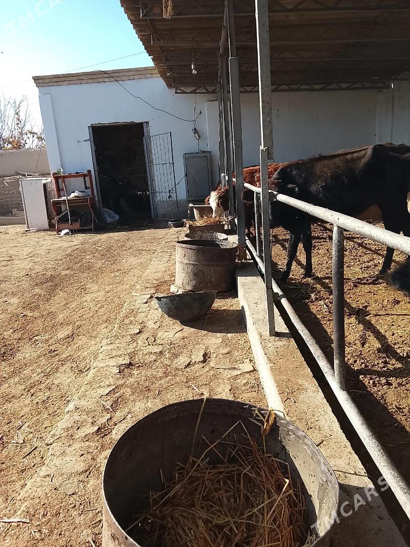 унаджынлар - Türkmenabat - img 1