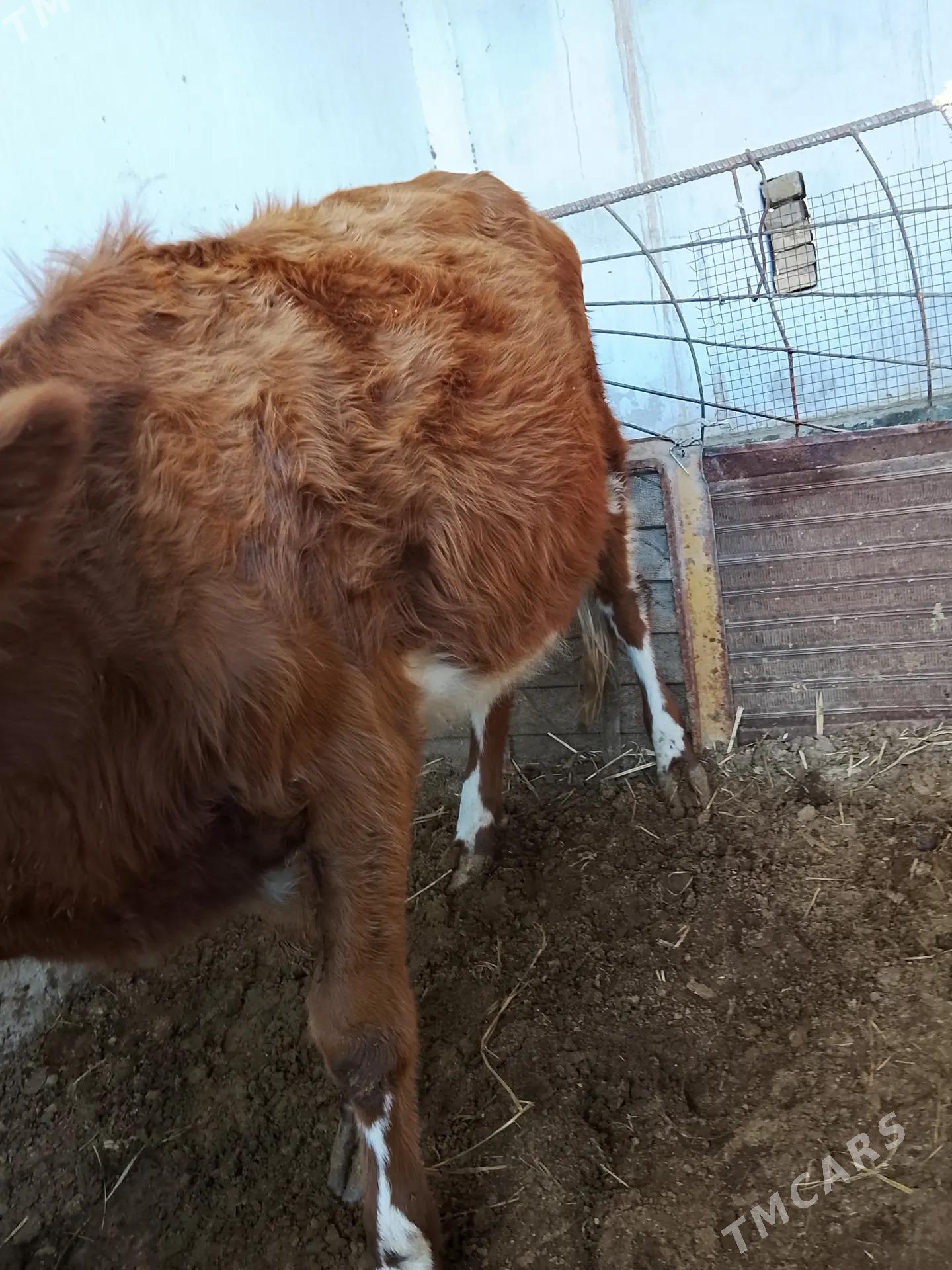 унаджынлар - Türkmenabat - img 10