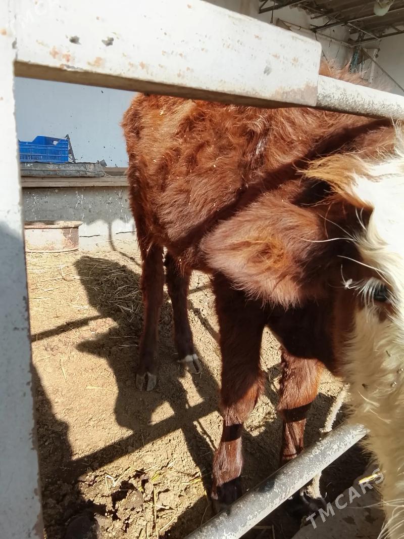 унаджынлар - Türkmenabat - img 4