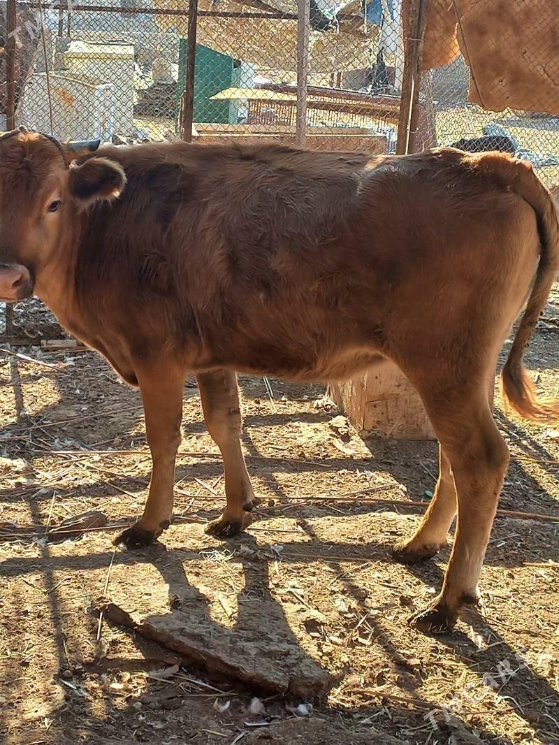 sygyr gysyr - Balkanabat - img 4