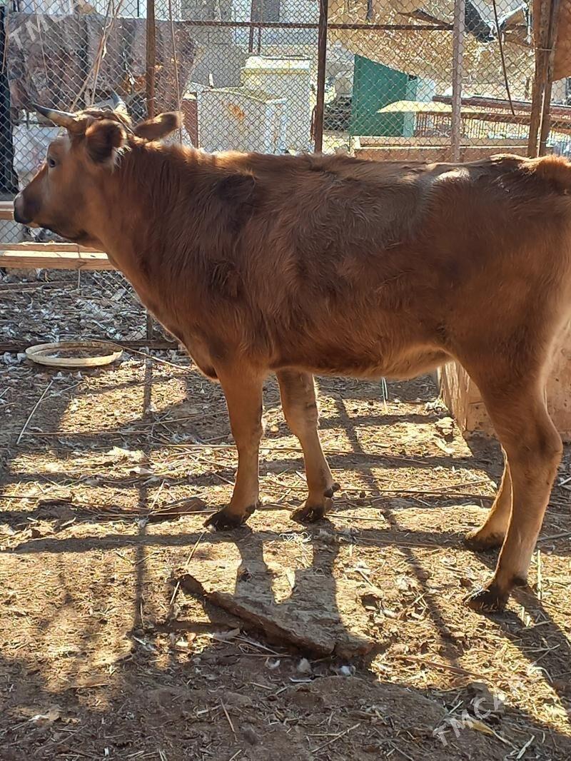 sygyr gysyr - Balkanabat - img 2