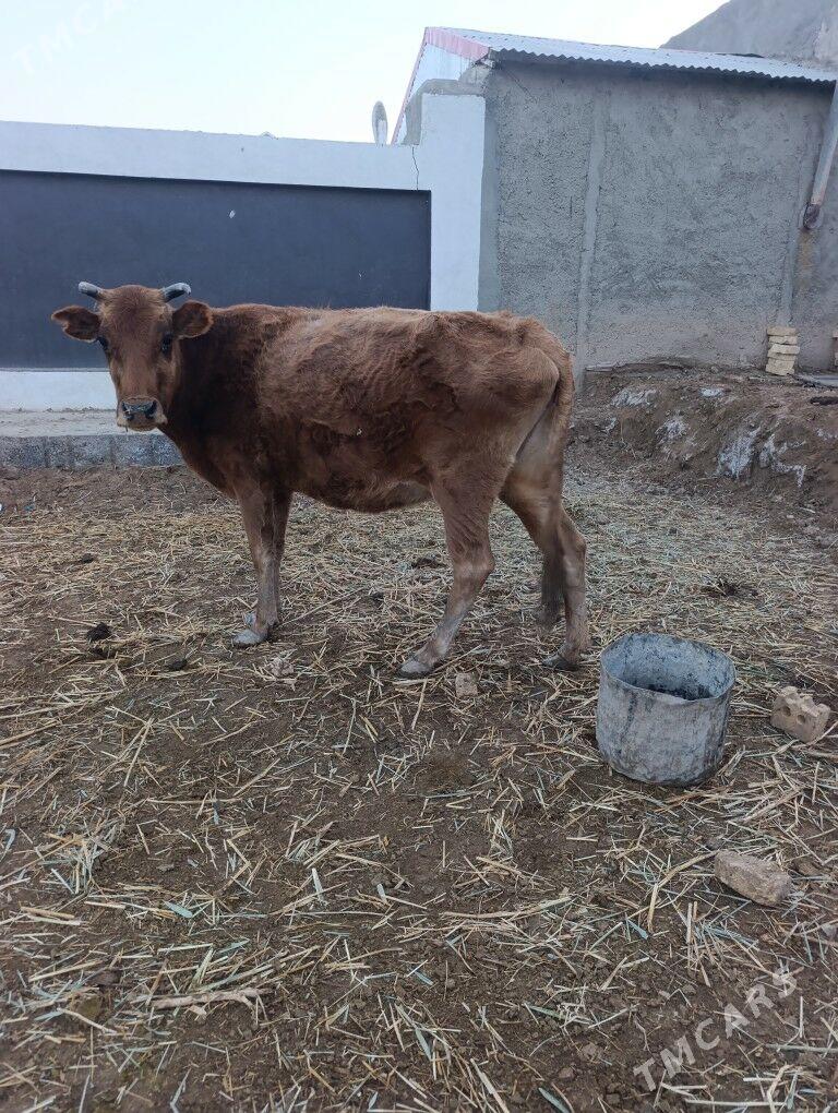 BOGAZ  SYGYR - Мары - img 2