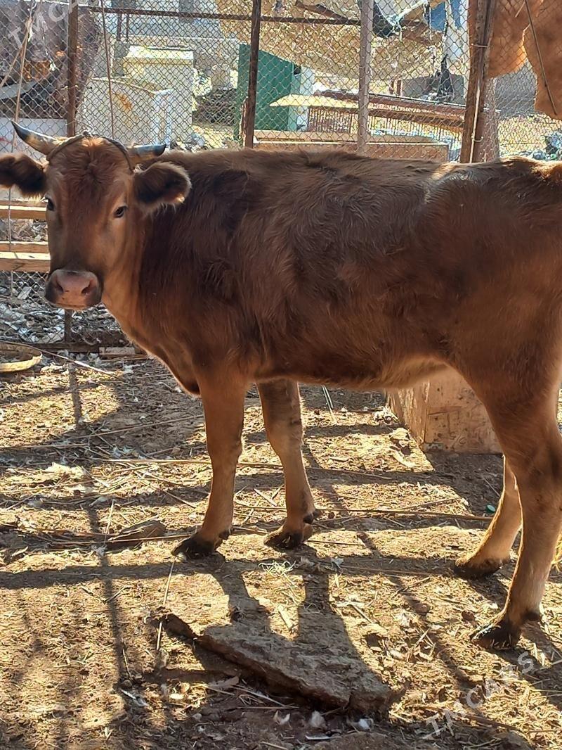 sygyr gysyr - Balkanabat - img 3