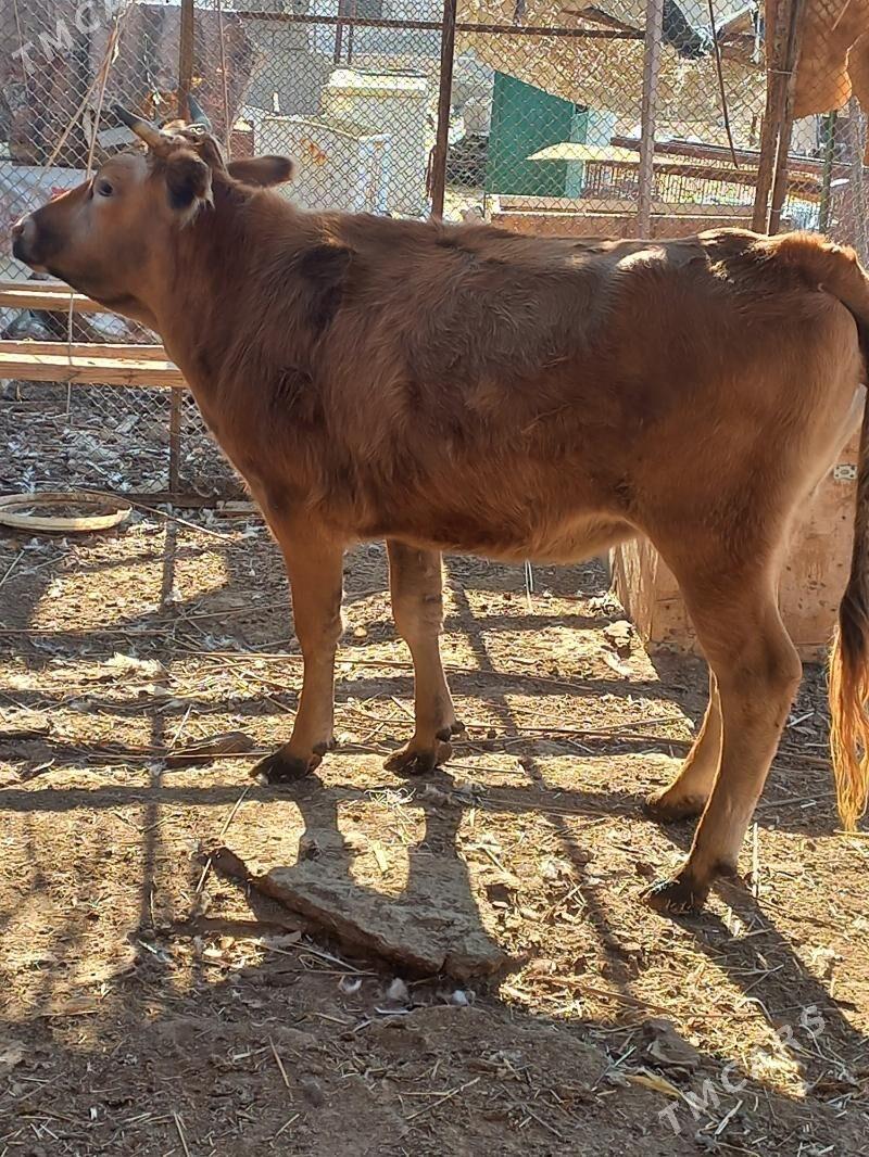 sygyr gysyr - Balkanabat - img 1