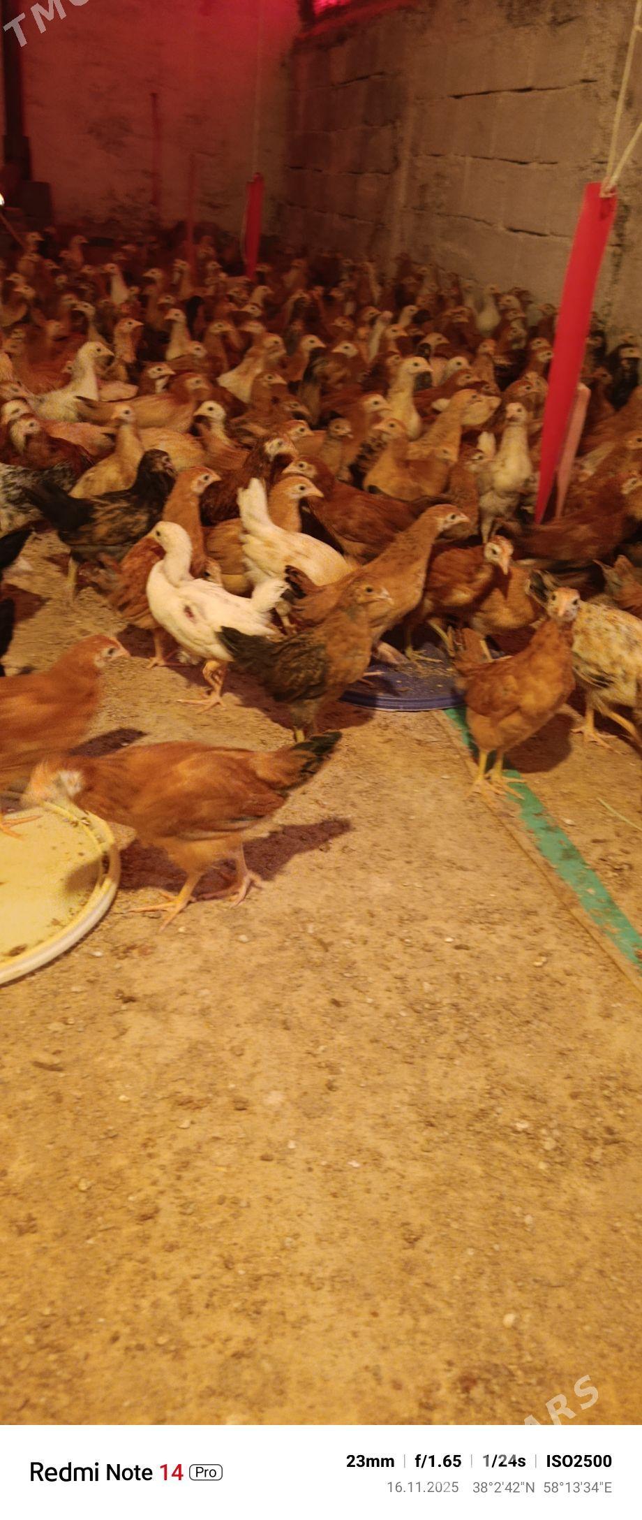 jüýje - Aşgabat - img 2