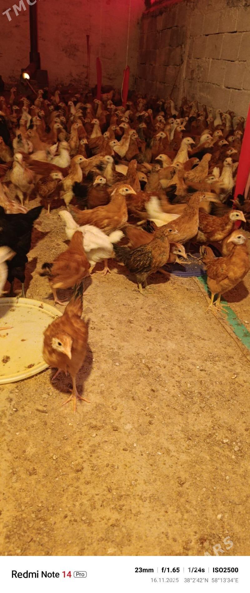 jüýje - Aşgabat - img 1