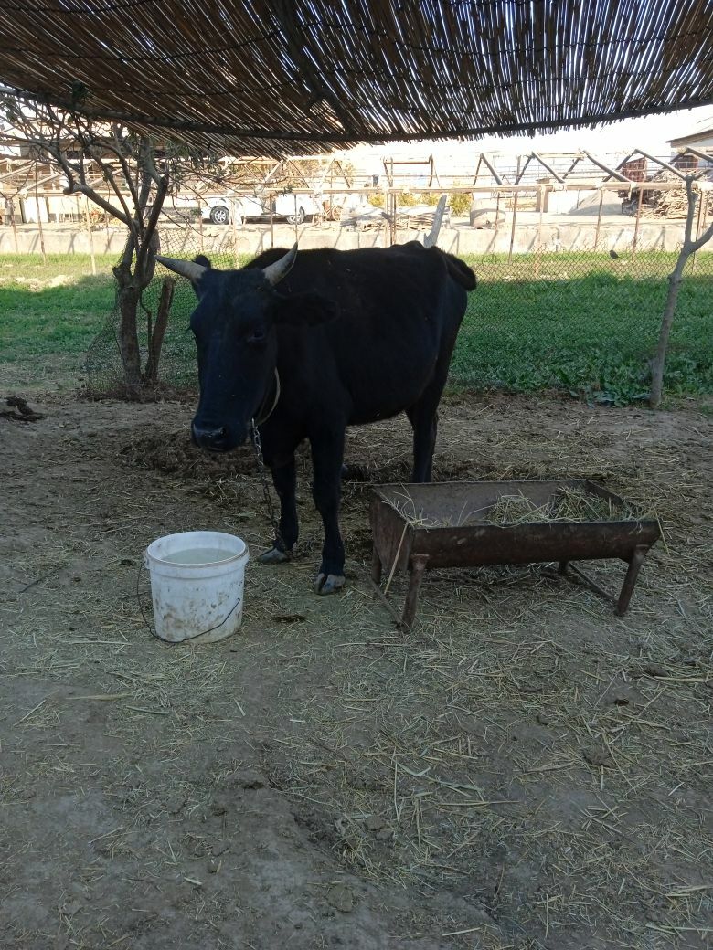 BOGAZ SYGYR - Байрамали - img 4