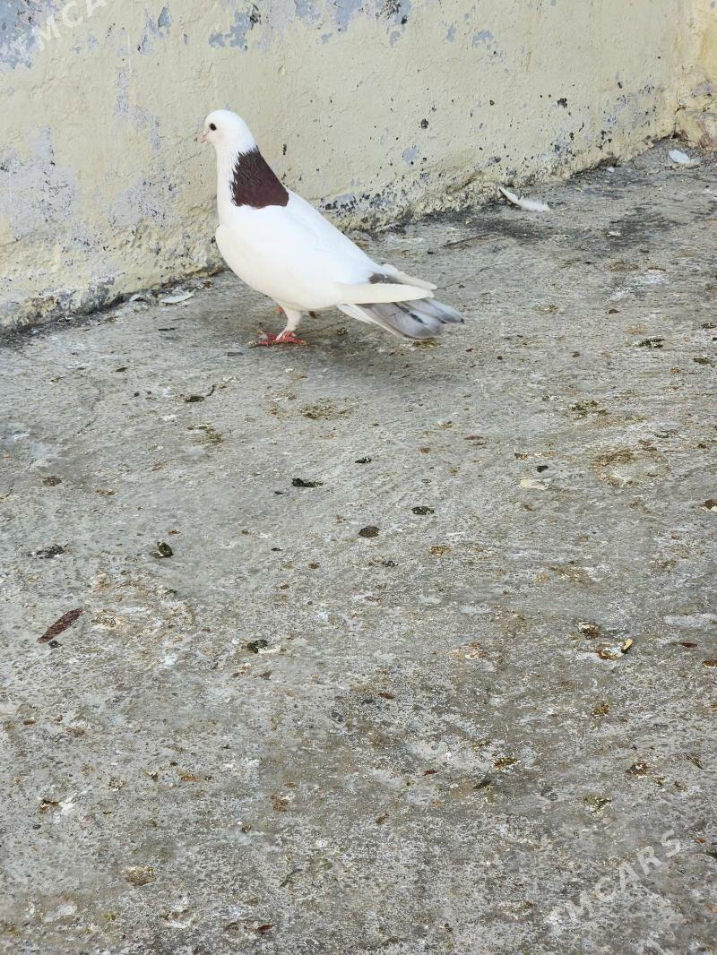 kepderi - Çoganly - img 1