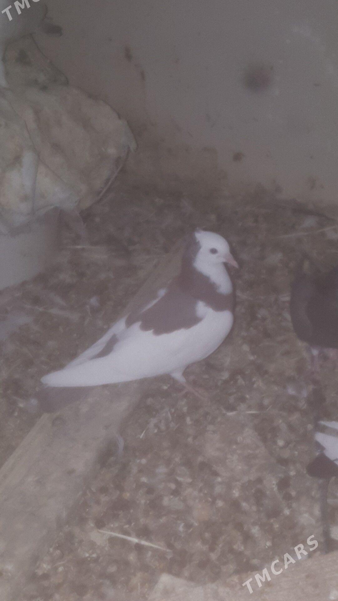 kepderi - Änew - img 1