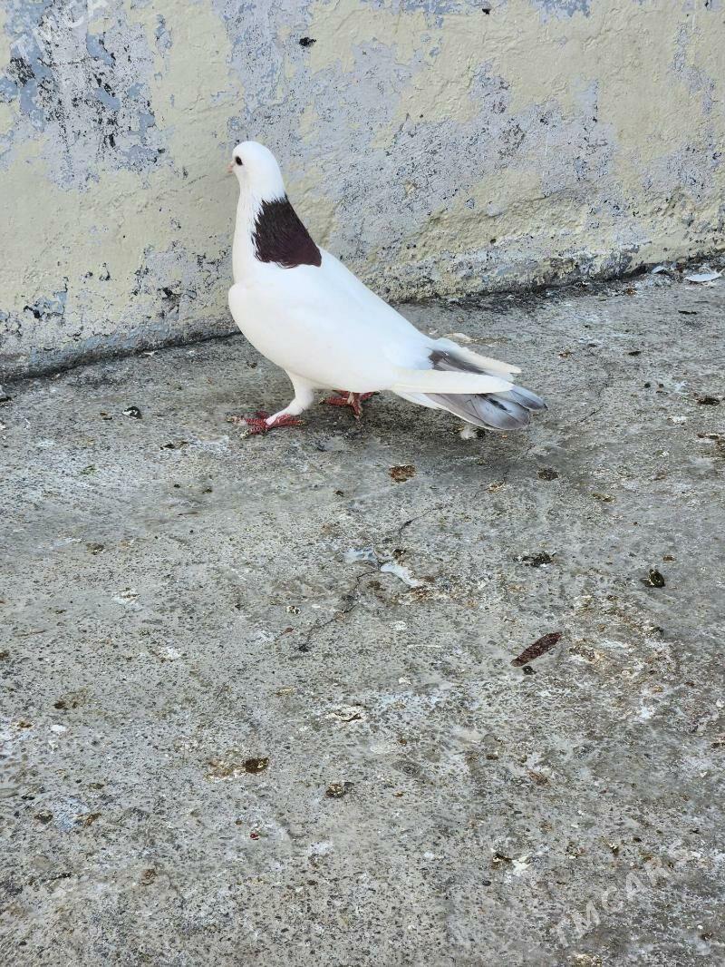 kepderi - Çoganly - img 2