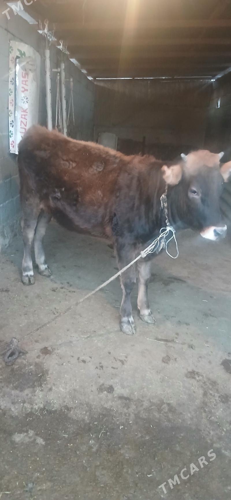 Tuwe - Büzmeýin - img 1