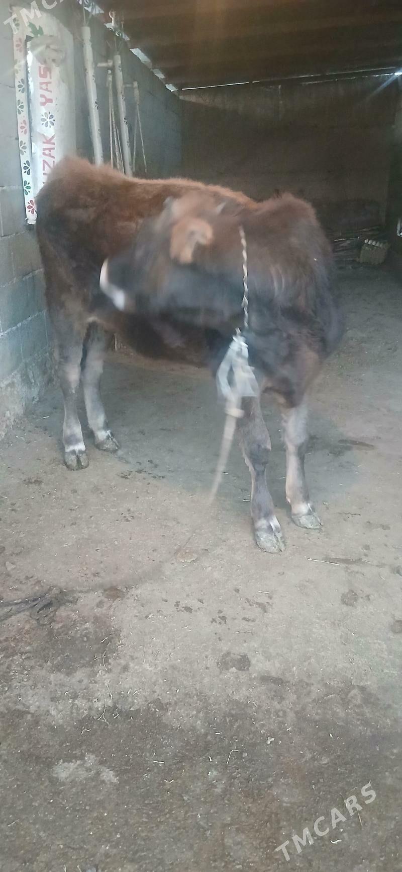 Tuwe - Büzmeýin - img 4