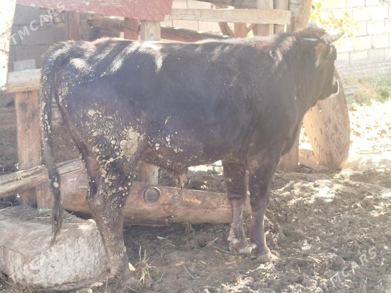 Okuz - Гёкдепе - img 5