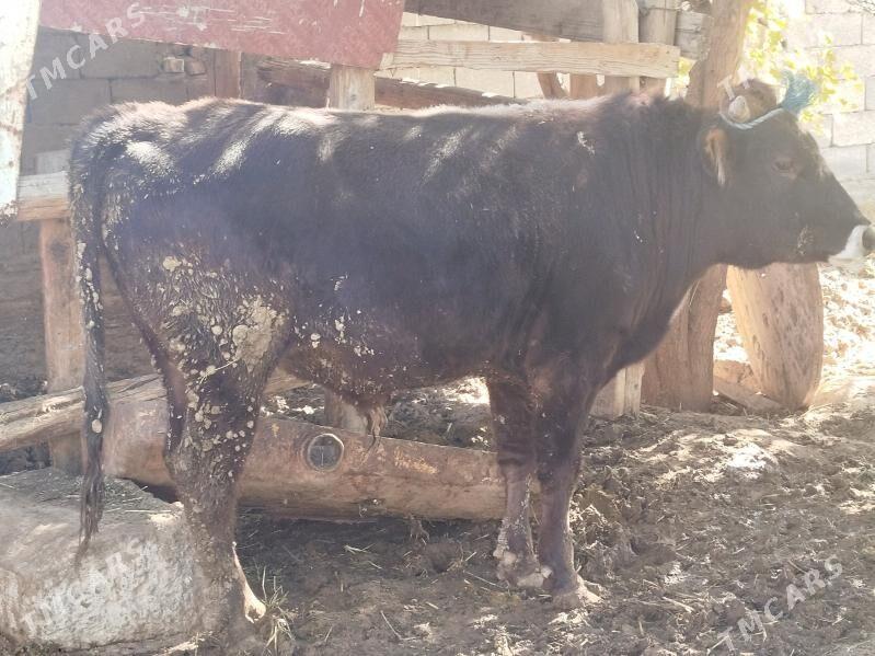 Okuz - Гёкдепе - img 3