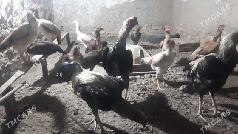 baes tohumu satlyk - Türkmenabat - img 1