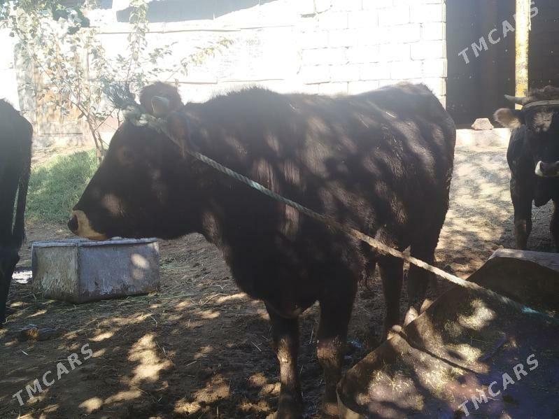 Okuz - Гёкдепе - img 2