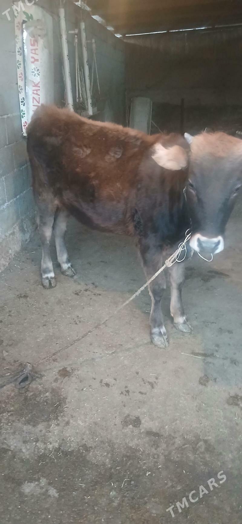 Tuwe - Büzmeýin - img 3