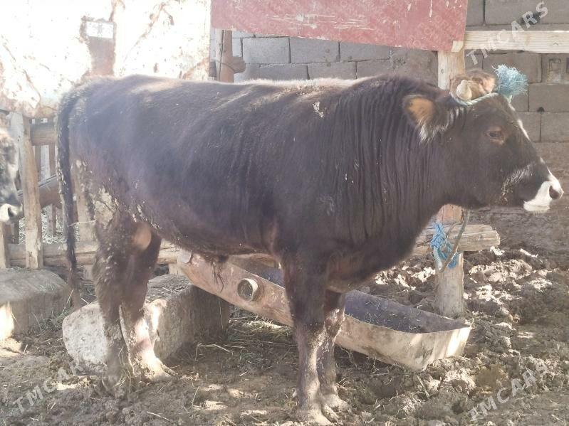 Okuz - Гёкдепе - img 4