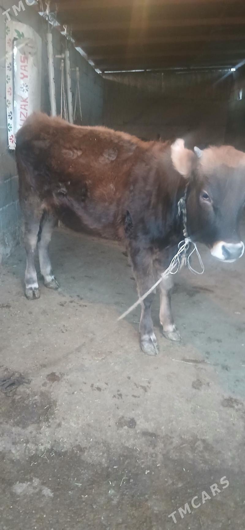 Tuwe - Büzmeýin - img 2