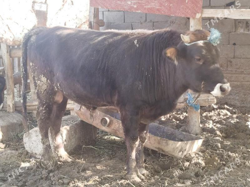 Okuz - Гёкдепе - img 1