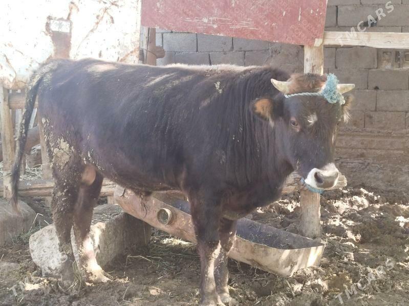 Okuz - Гёкдепе - img 6